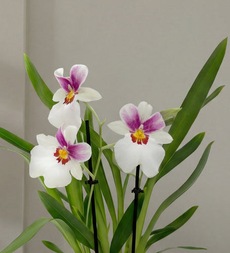 Scented Orchid & Pot