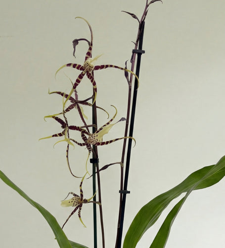 Scented Orchid & Pot