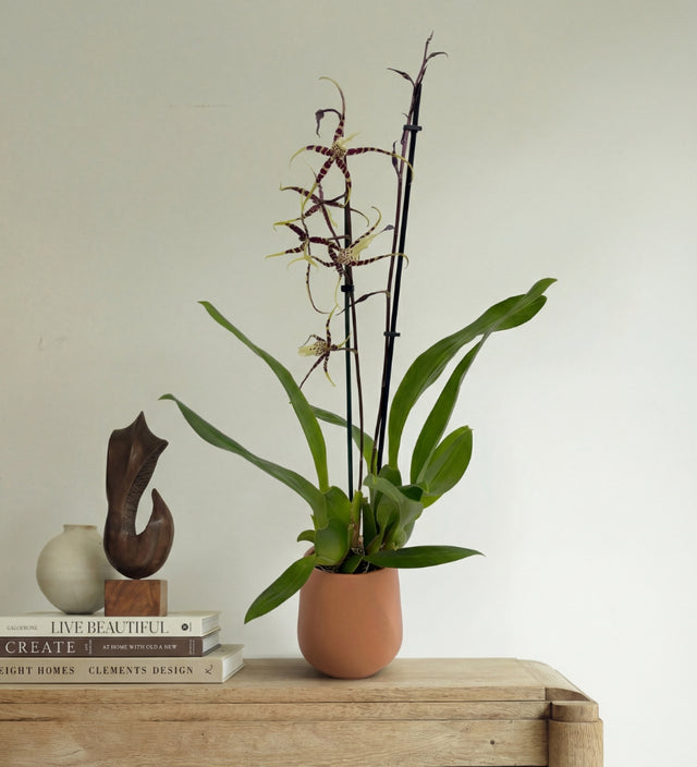 Scented Orchid & Pot