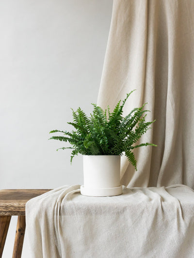 Dalston Chalk Plant Pot | Indoor Plants & Pots | Online Plant & Pot Delivery