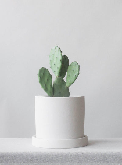 Dalston Chalk Plant Pot | Indoor Plants & Pots | Online Plant & Pot Delivery