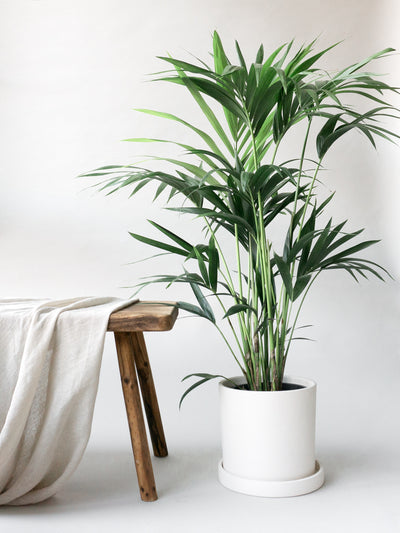 Dalston Chalk Plant Pot | Indoor Plants & Pots | Online Plant & Pot Delivery