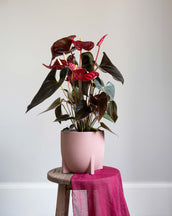 Anthurium Royal Red Champion - Leaf Envy