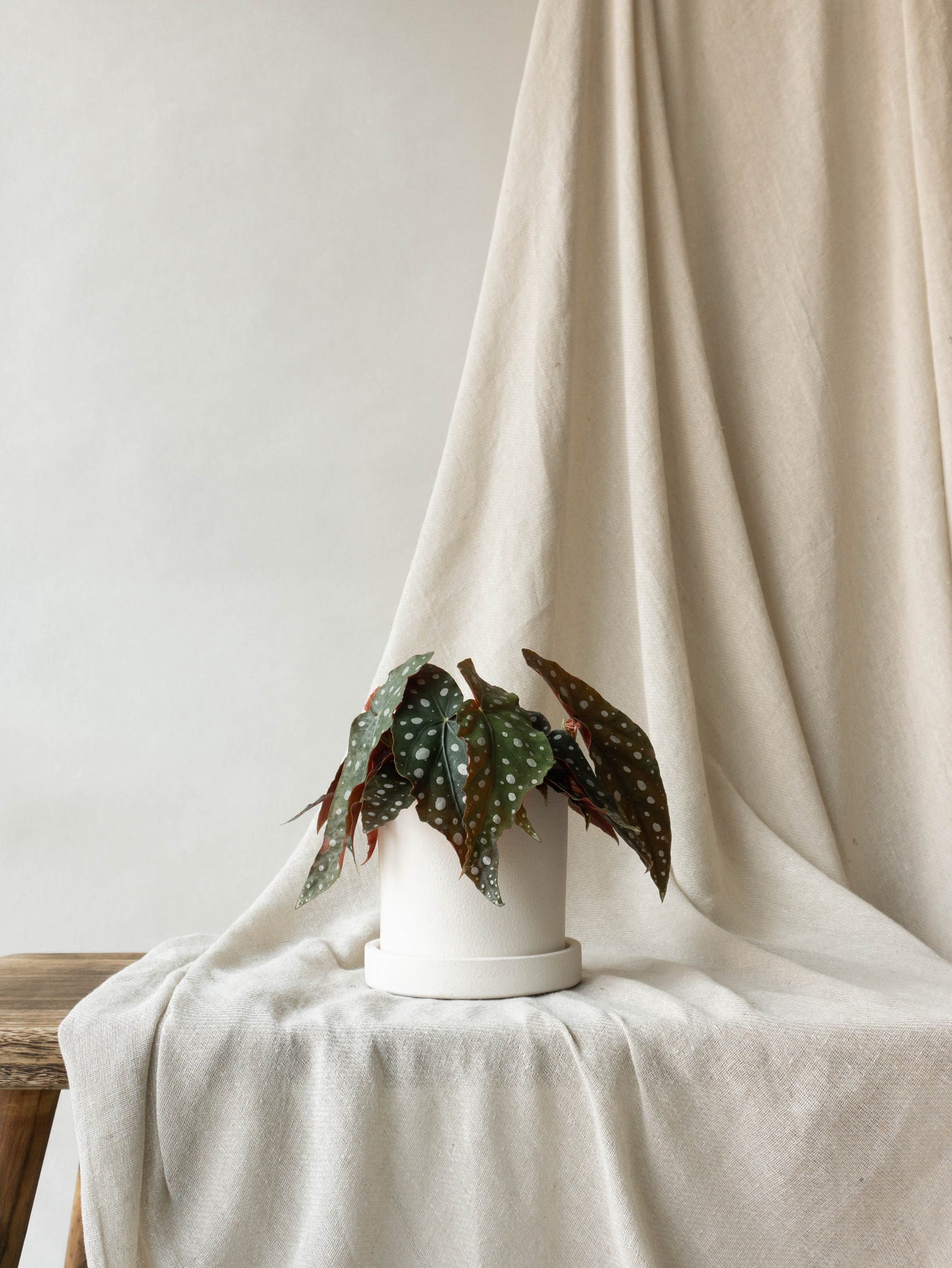 Dalston Chalk Plant Pot | Indoor Plants & Pots | Online Plant & Pot Delivery