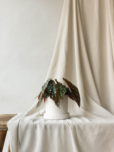 Dalston Chalk Plant Pot | Indoor Plants & Pots | Online Plant & Pot Delivery
