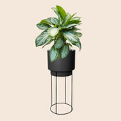 Aglaonema 'Silver Bay' in B. For Studio Black - Leaf Envy