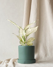 Aglaonema White Joy - Leaf Envy