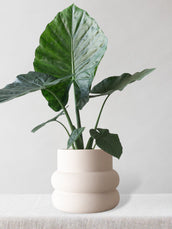 Alocasia Odora - Leaf Envy