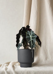 Alocasia Polly - Leaf Envy