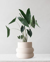 Alocasia Zebrina - Leaf Envy