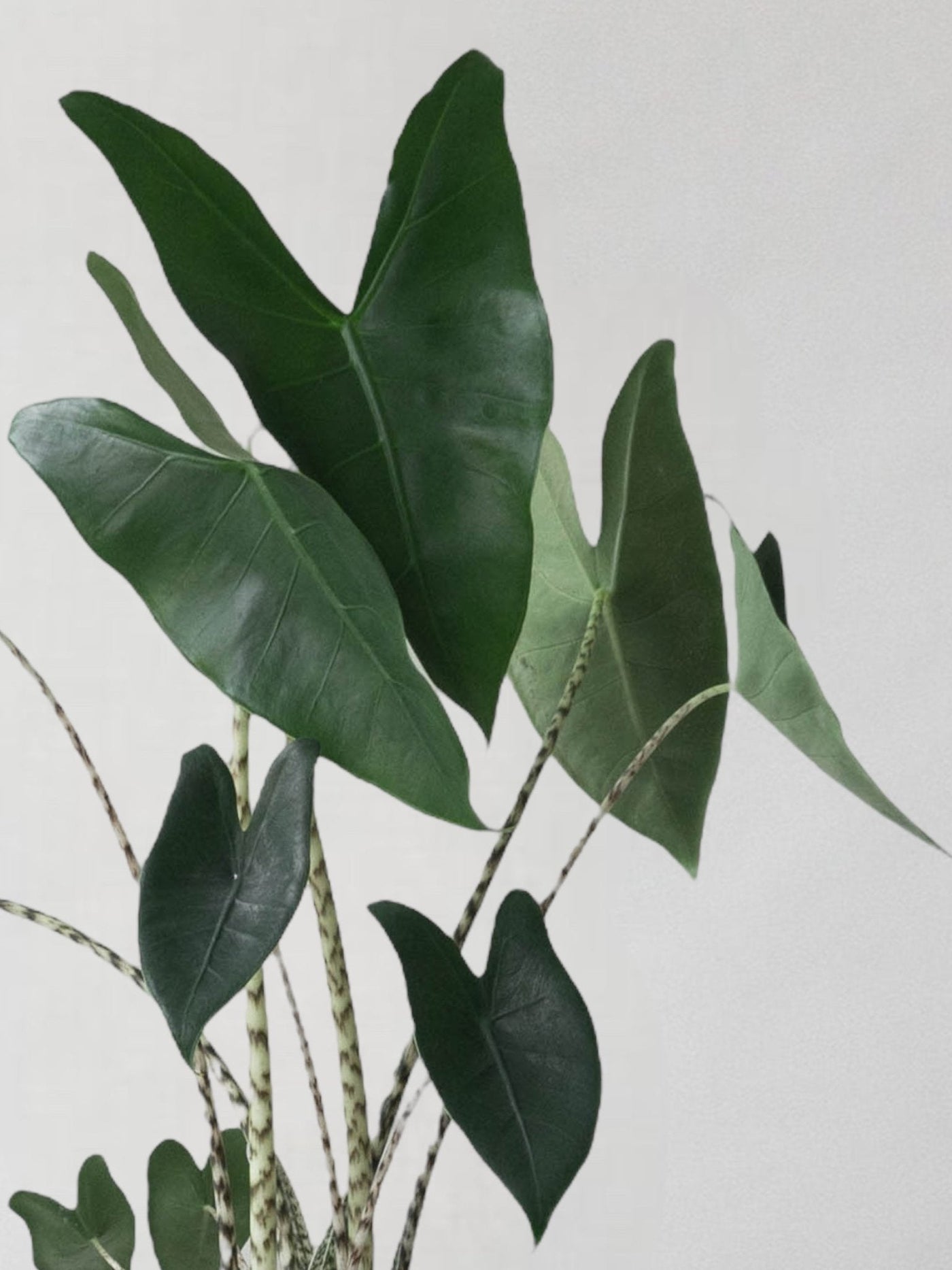 Alocasia Zebrina - Leaf Envy