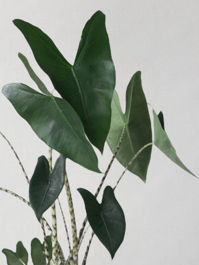 Alocasia Zebrina - Leaf Envy