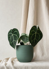 Anthurium Clarinervium - Leaf Envy