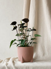 Anthurium Karma Black - Leaf Envy