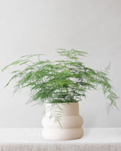 Asparagus Fern - Leaf Envy