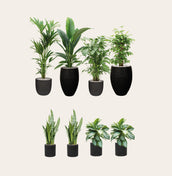Black Collection - Leaf Envy