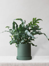 Blue Star Fern & Dalston Sea Spray - Leaf Envy