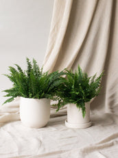 Boston Fern - Leaf Envy