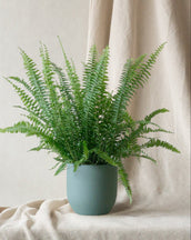 Boston Fern & Broadway Sea Spray - Leaf Envy