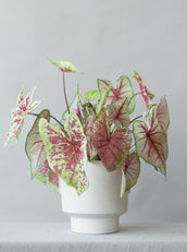 Caladium Moon & Summer Breeze - Leaf Envy