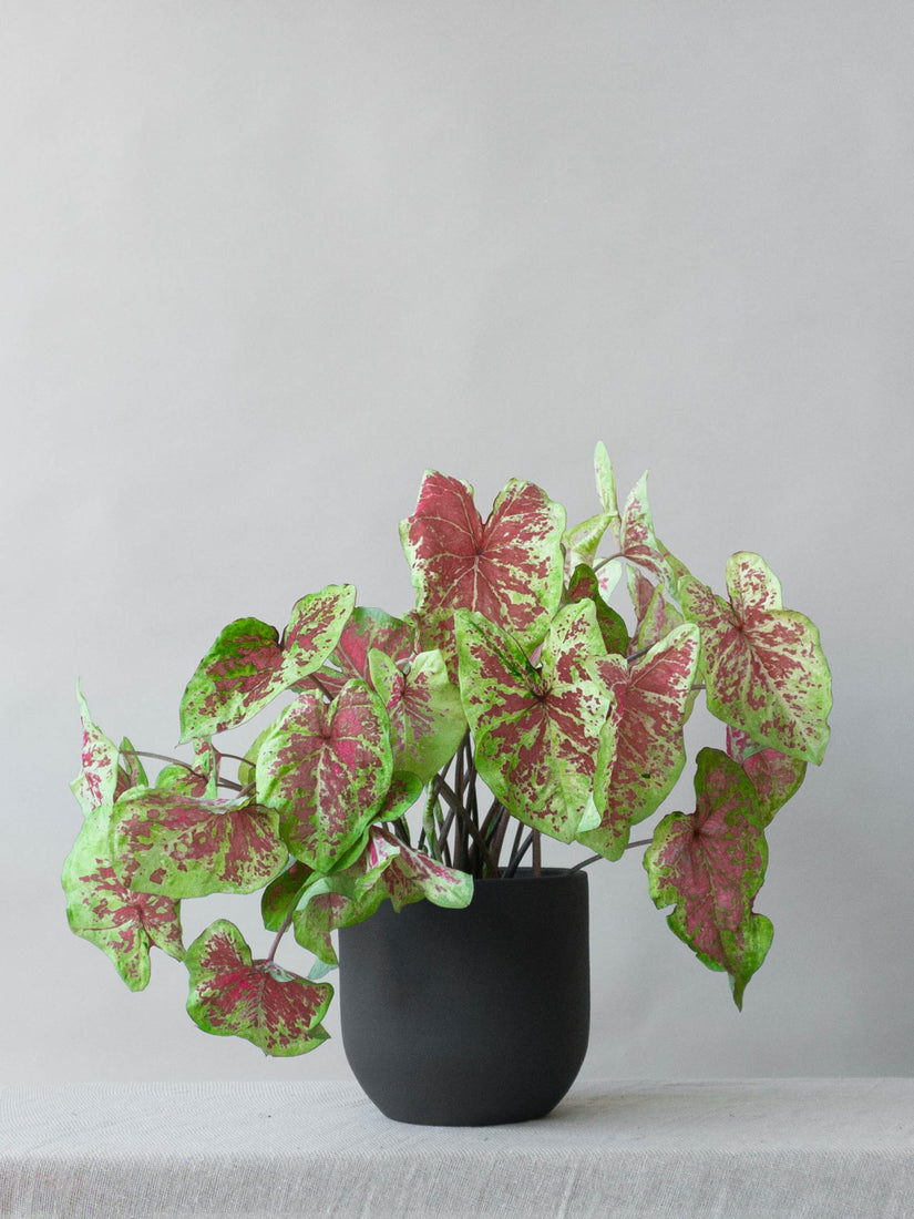Caladium Raspberry Moon – Leaf Envy