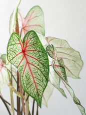 Caladium White Queen - Leaf Envy