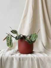 Calathea Maranta Tricolor - Leaf Envy