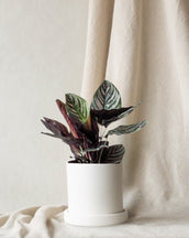Calathea Pinstripe | Calathea Ornata | Buy Indoor Plants Online | Leaf Envy