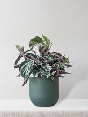 Calathea White Fusion - Leaf Envy