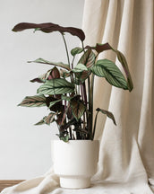 Calathea White Star | Buy Indoor Plants Online | Leaf Envy