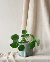 Chinese Money Plant - Leaf Envy