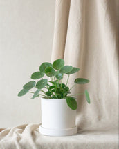 Chinese Money Plant & Dalston Chalk - Leaf Envy