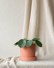 Chinese Money Plant & Dalston Terracotta - Leaf Envy