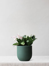Christmas Cactus - Leaf Envy