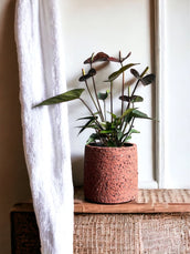 Cicle Terracotta Plant Pot | Leaf Envy