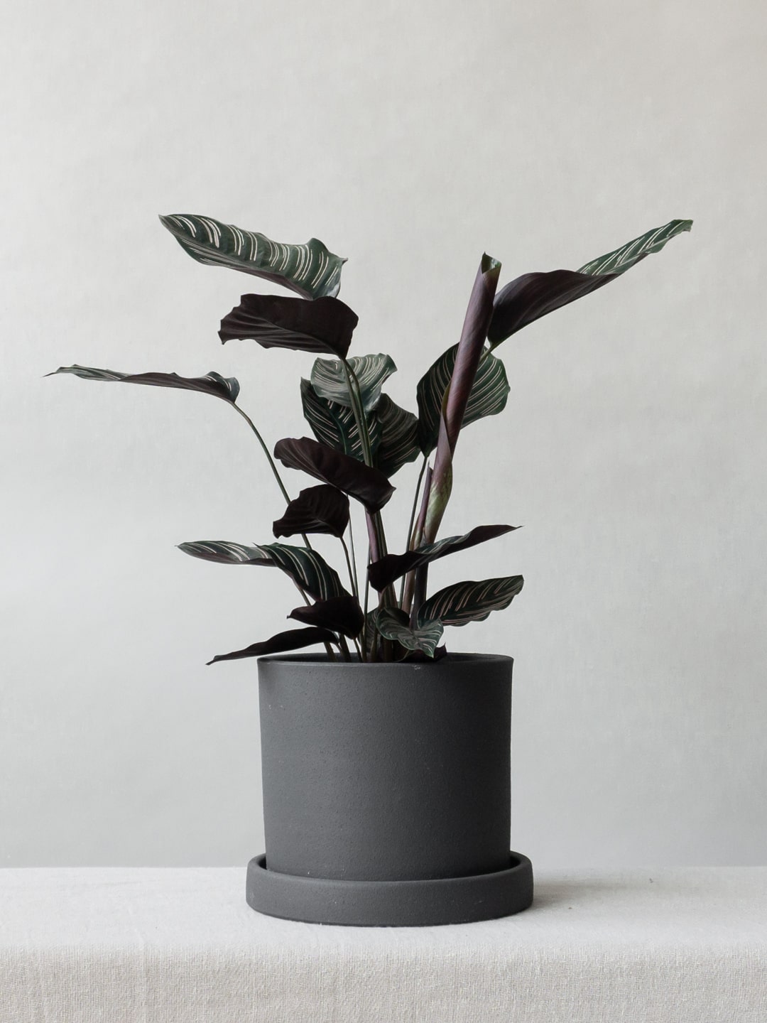 Dalston Charcoal - Leaf Envy