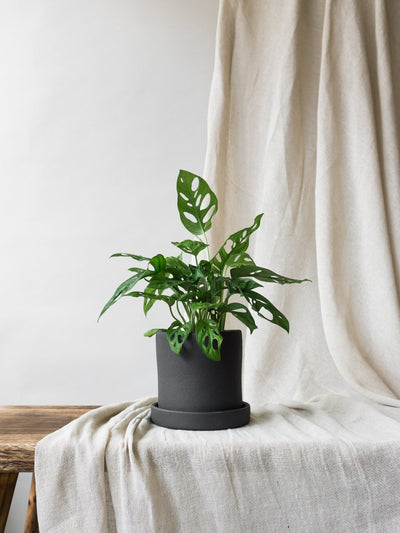 Dalston Charcoal - Leaf Envy
