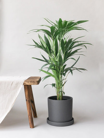 Dalston Charcoal - Leaf Envy