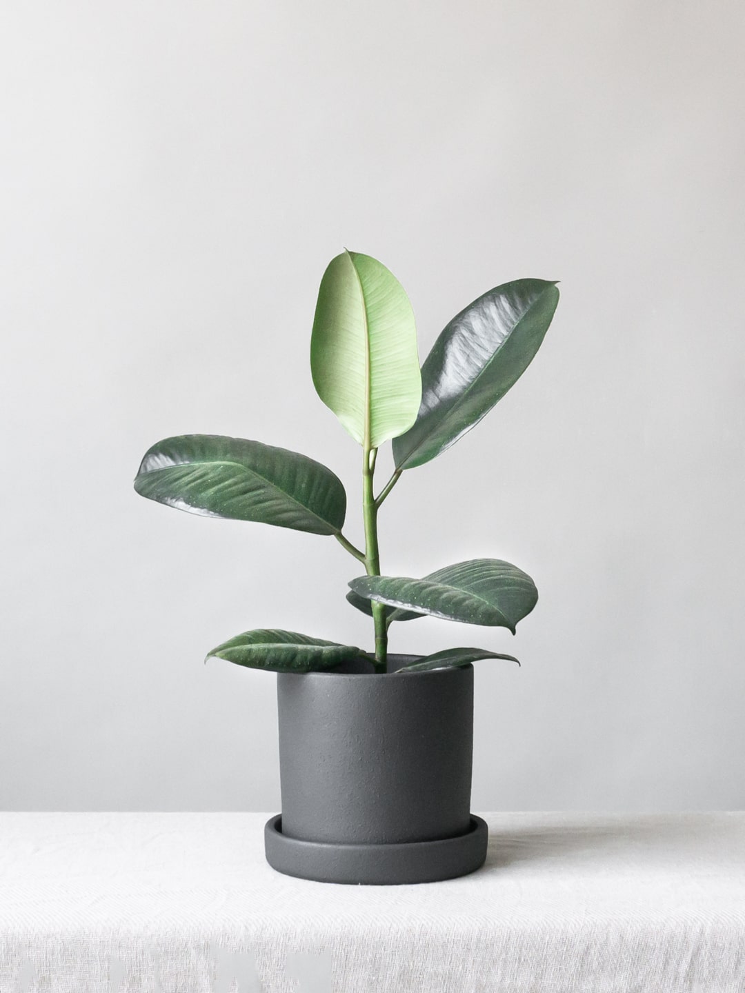 Dalston Charcoal - Leaf Envy