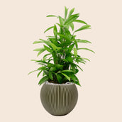 Dracaena surculosa in Capi Nature Groove Special Green - Leaf Envy