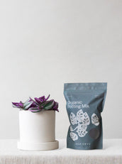 Editor's Choice - Leaf Envy