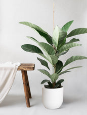 Ficus Benghalensis Roy - Leaf Envy