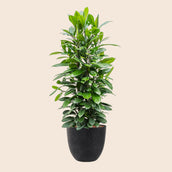 Ficus cyathistipula in Artstone Black - Leaf Envy