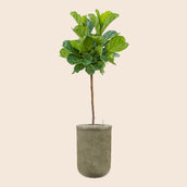 Ficus Lyrata in Baq Vertical Rib Green - Leaf Envy