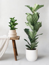 Fiddle Leaf Fig - Leaf Envy