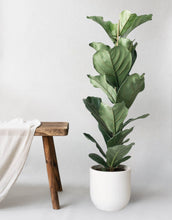 Fiddle Leaf Fig & Broadway Chalk - Leaf Envy
