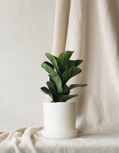 Fiddle Leaf Fig & Dalston Chalk - Leaf Envy