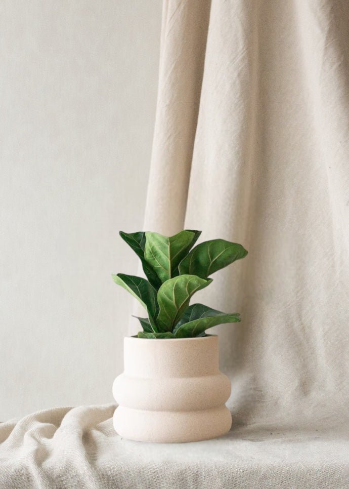 Fiddle Leaf Fig & Elizabeth Shell - Leaf Envy