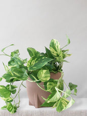 Golden Pothos - Leaf Envy