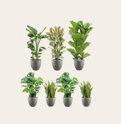 Grigio Collection - Leaf Envy